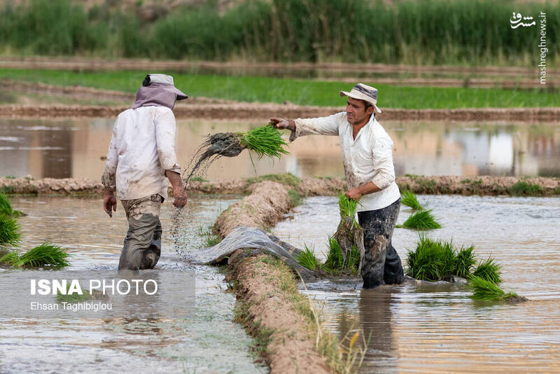 عکس/ رونق کشت برنج در حاشیه رودخانه قزل اوزن