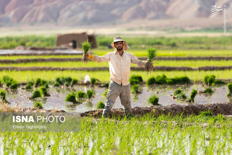 عکس/ رونق کشت برنج در حاشیه رودخانه قزل اوزن