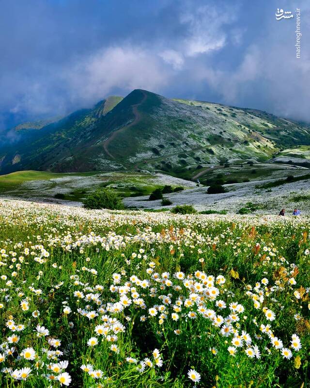 قابی از زیبایی دشت بابونه استان اردیبل