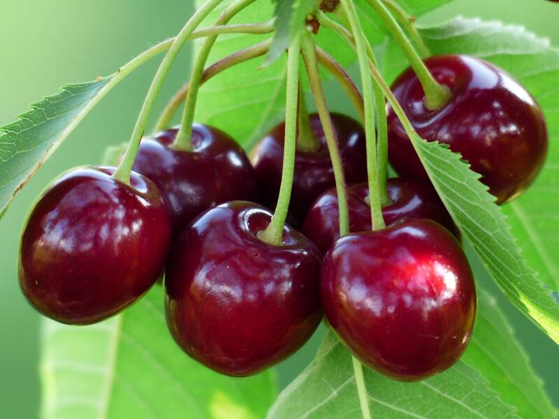 گيلاس،مزاج