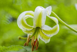 اثر طبیعی ملی؛ گل سوسن چلچراغ