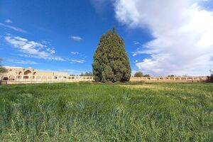 سرو ابرکوه، قدیمیترین سرو ایران