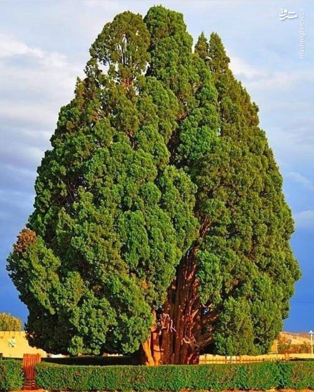 سرو ابرکوه، قدیمیترین سرو ایران