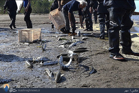 مشاهده آلودگی نفتی در دریای خزر