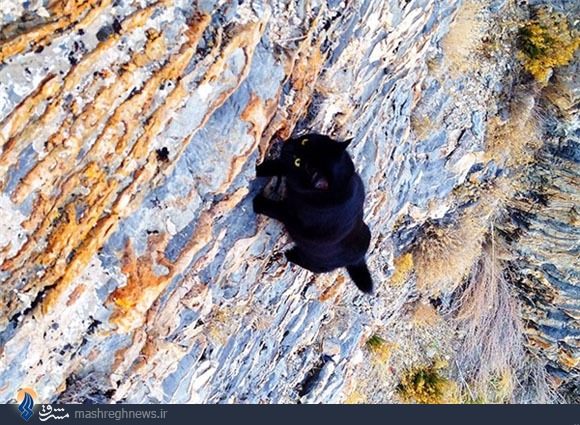 گربه‌‌ای که صخره نورد شد+تصاویر