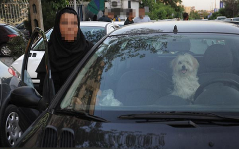 رژه سگ‌های پاکوتاه در شمال‌شهر/ بی‌توجهی جامعه به عادی‌سازی عمل قبیح 
