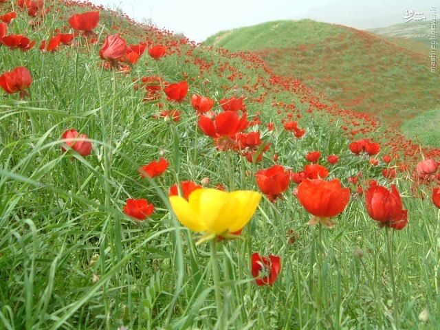 روستای مورداز سوق یکی از محرومترین روستاهای کشور+تصاویر