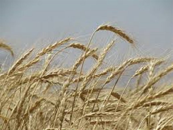 فاسد شدن چندین هزارتن گندم در شمال کشور+ عکس