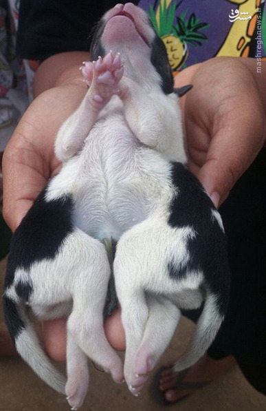 تولد توله سگ در تونگا با دو بدن و هشت پا +عکس