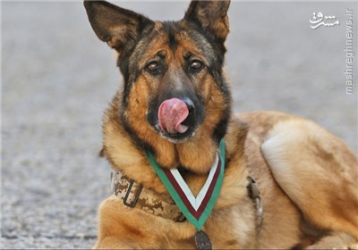 سگ نظامی ۱۲ ساله نشان شجاعت گرفت +عکس