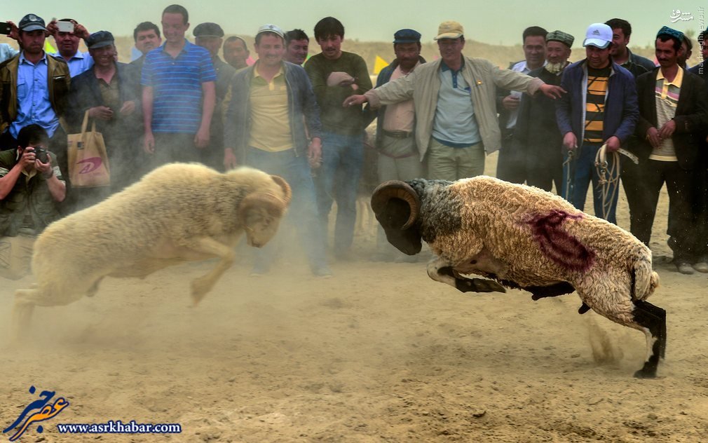 عکس/ جنگ بزها