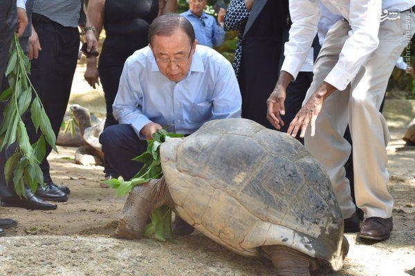 تصویر/ غذا دادن بان‌کی‌مون به لاکپشت