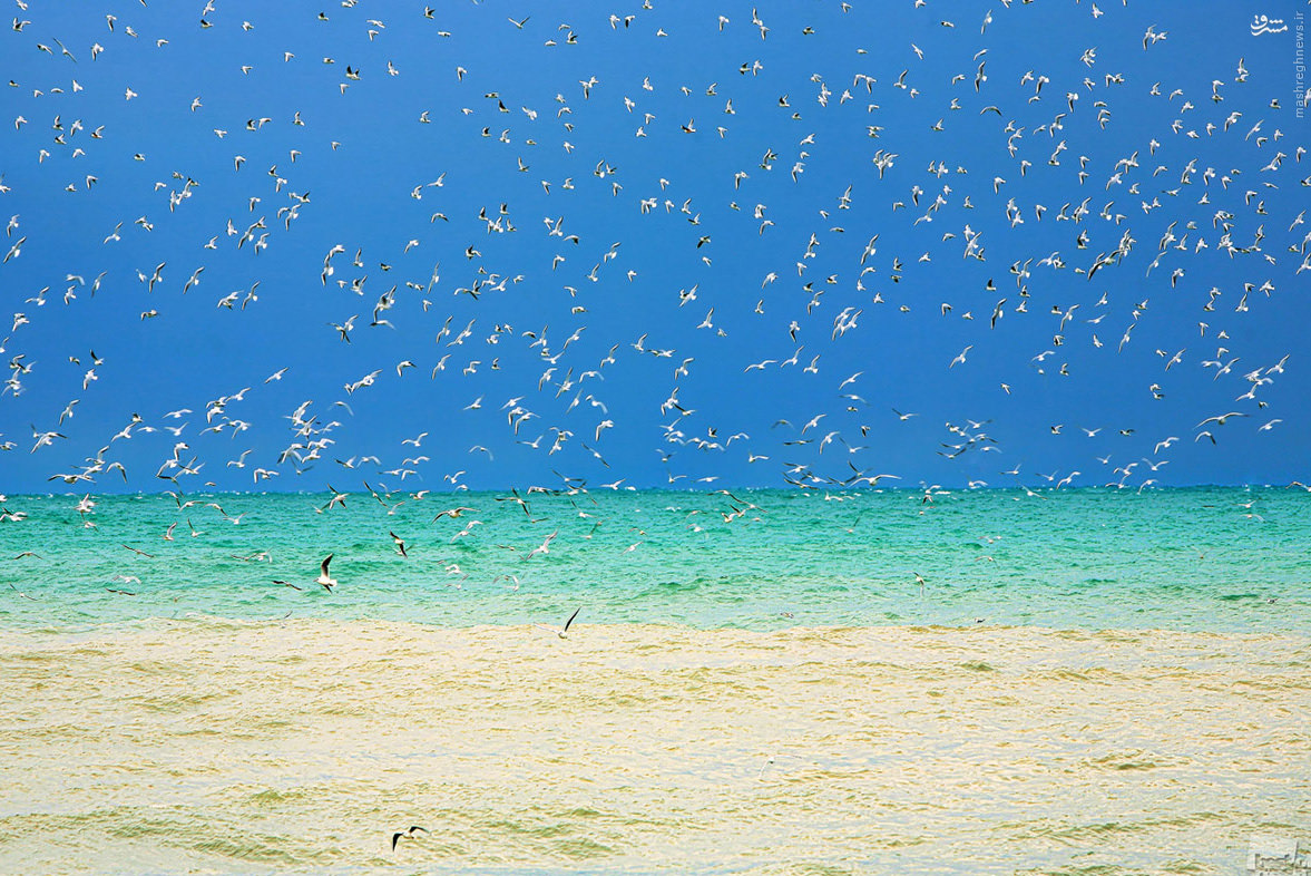 عکس زیبا از پرندگان دریایی