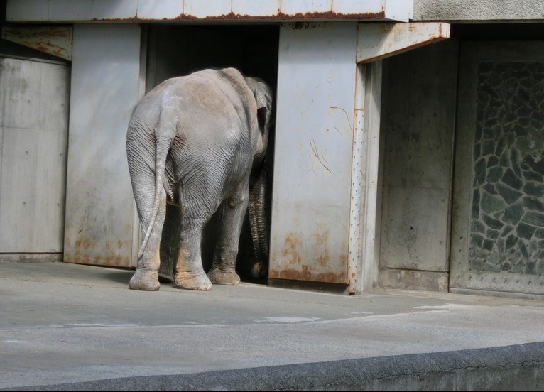 «هاناکو» مسن‌ترین فیل جهان درگذشت +تصاویر