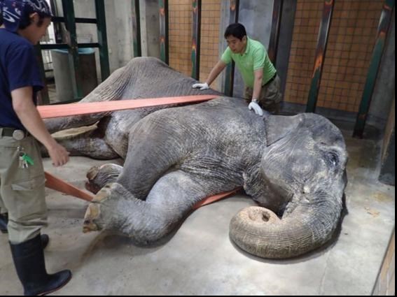 «هاناکو» مسن‌ترین فیل جهان درگذشت +تصاویر