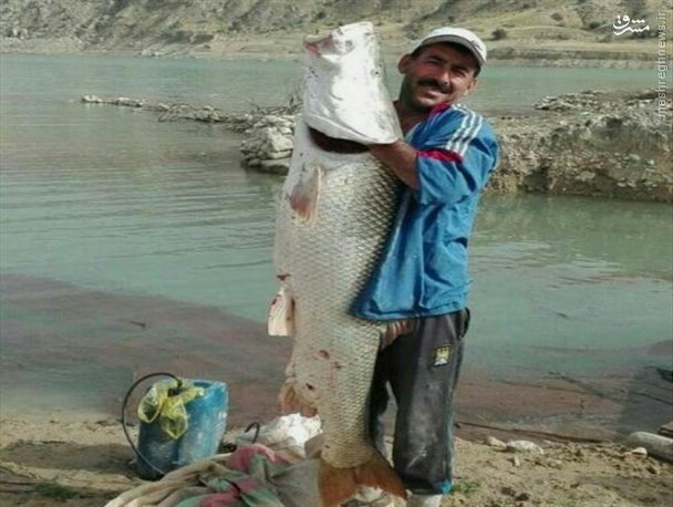 عکس/ صید ماهی عظیم‌الجثه در گچساران