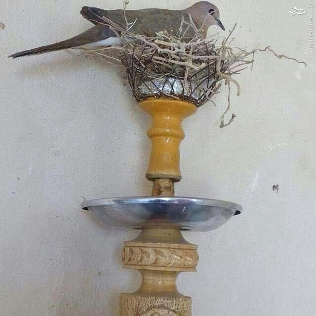 عکس/ پناه آوردن پرنده به قلیان
