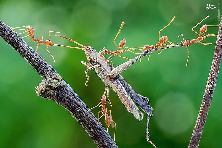 عکس/به دام انداختن ملخ توسط مورچه‌ها