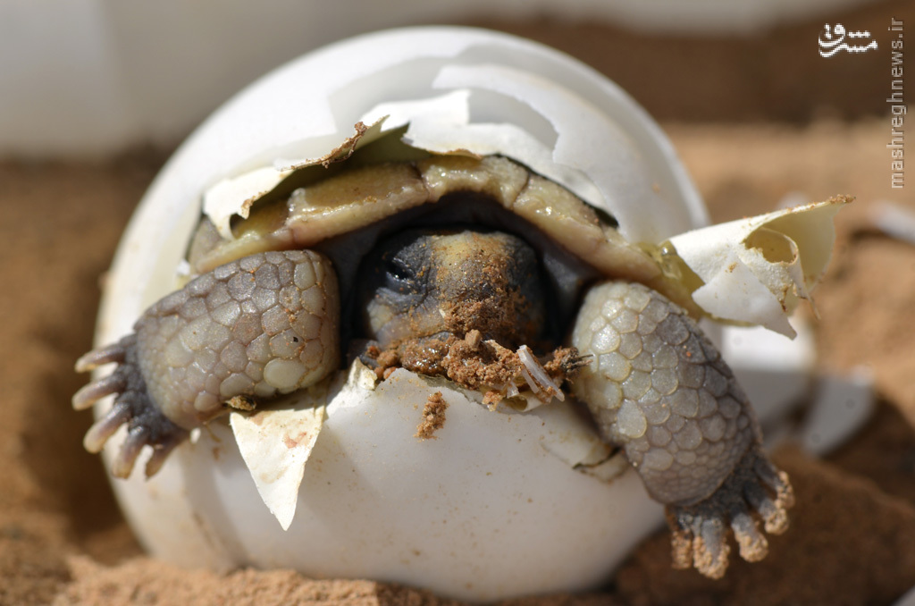 عکس/ لحظه تولد لاک‌پشت