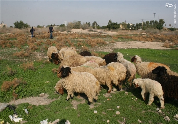 گاوها و گوسفندها در معبد عیلامی چغازنبیل چه می کنند؟!