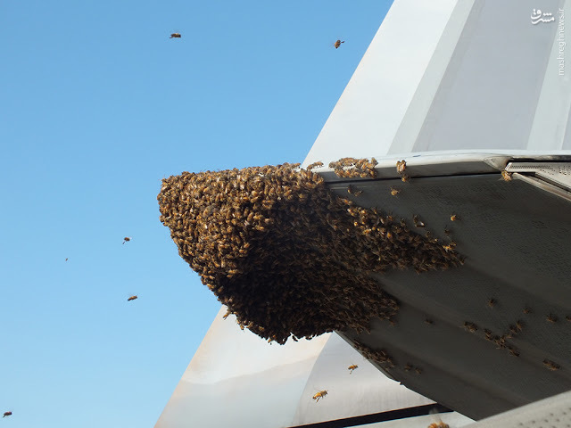 زنبورها جنگنده اف 22 را زمین گیر کردند+عکس