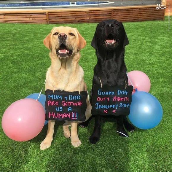 عکس/ روش جالب برای اعلام خبر در راه بودن فرزند