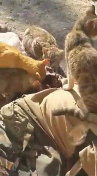 عکس/ لاشه‌ی یک داعشی خوراک گربه‌ها شد!