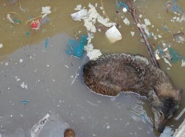 دوستداران حیات وحش، گرگ گرفتار را نجات دادند +تصاویر