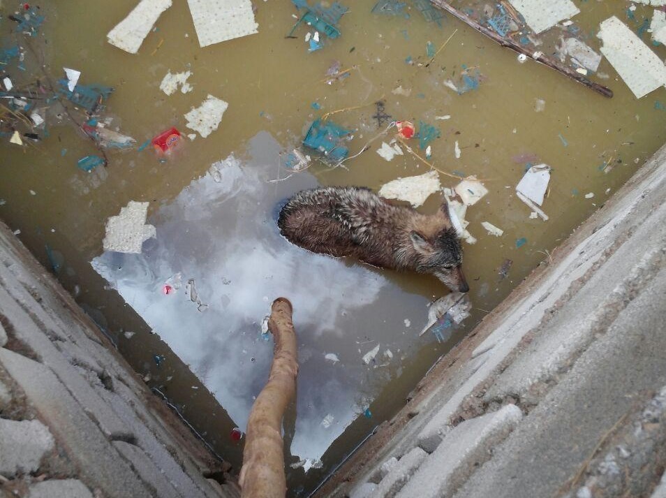 دوستداران حیات وحش، گرگ گرفتار را نجات دادند +تصاویر